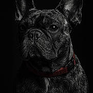 Bob a rejoint le concours — aidez-le/la à gagner de superbes lots ! alert, animal, black_and_white, canine, close_up, collar, companion, dark_background, dog, domestic_animal, ears, expression, face, french_bulldog, fur, mammal, pet, portrait, studio_lighting, whiskers