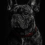 alert, animal, black_and_white, canine, close_up, collar, companion, dark_background, dog, domestic_animal, ears, expression, face, french_bulldog, fur, mammal, pet, portrait, studio_lighting, whiskers