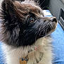 Luna is registered to the contest to win money with this photo: puppy, dog, black_and_white, fluffy, fur, pet, animal, collar, tag, indoor, car, denim, lap, side_profile, cute, young, whiskers, ears, snout, closeup