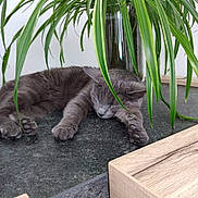 Scarlet a rejoint le concours — aidez-le/la à gagner de superbes lots ! cat, gray_cat, sleeping, houseplant, green_leaves, glass_vase, countertop, wooden_furniture, indoor, relaxing, pet, fur, paw, whiskers, resting, natural_light, home, cozy, peaceful, domestic