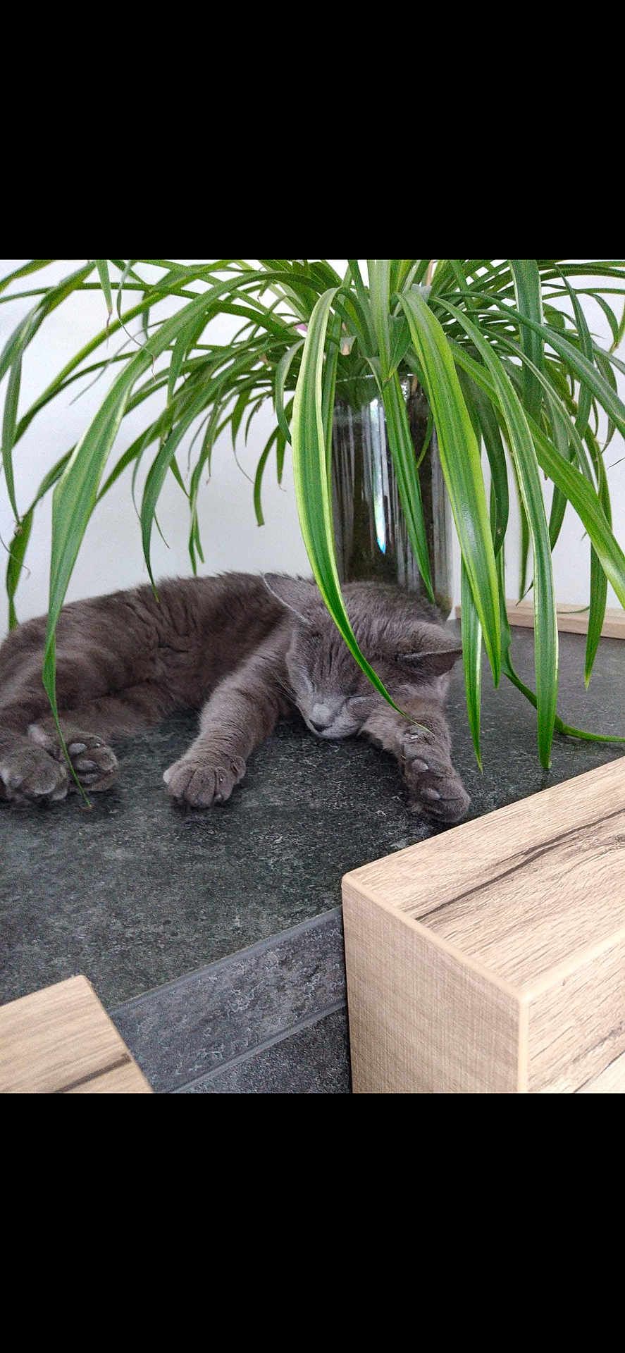 Scarlet a rejoint le concours — aidez-le/la à gagner de superbes lots ! cat, gray_cat, sleeping, houseplant, green_leaves, glass_vase, countertop, wooden_furniture, indoor, relaxing, pet, fur, paw, whiskers, resting, natural_light, home, cozy, peaceful, domestic