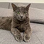 Scarlet participe au concours pour gagner de l'argent avec cette photo : animal, cat, close_up, couch, cute, domestic_cat, ears, feline, fur, gray_cat, green_eyes, home, indoor, paws, pet, portrait, relaxed, resting, sofa, whiskers