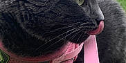 Scarlet a rejoint le concours — aidez-le/la à gagner de superbes lots ! animal, cat, close_up, cute, daylight, domestic_cat, fur, grass, gray_tabby, greenery, nature, outdoor, paw, pet, pink_harness, pink_leash, playful, resting, tongue_out, whiskers