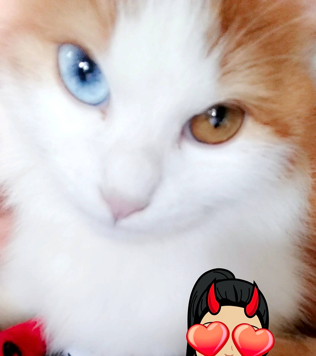 Minet participe au concours pour gagner de l'argent avec cette photo : carnivore, cat, cheek, close_up, ear, eye, face, felidae, fur, head, iris, kitten, lip, mouth, nose, organ, skin, small_to_medium_sized_cats, snout, whiskers