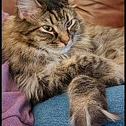 Kinley is registered to the contest to win money with this photo: animal, brown, cat, closeup, couch, cozy, ears, feline, fluffy, fur, indoor, lap, paw, person, pet, purple_clothing, relaxed, resting, tabby, whiskers
