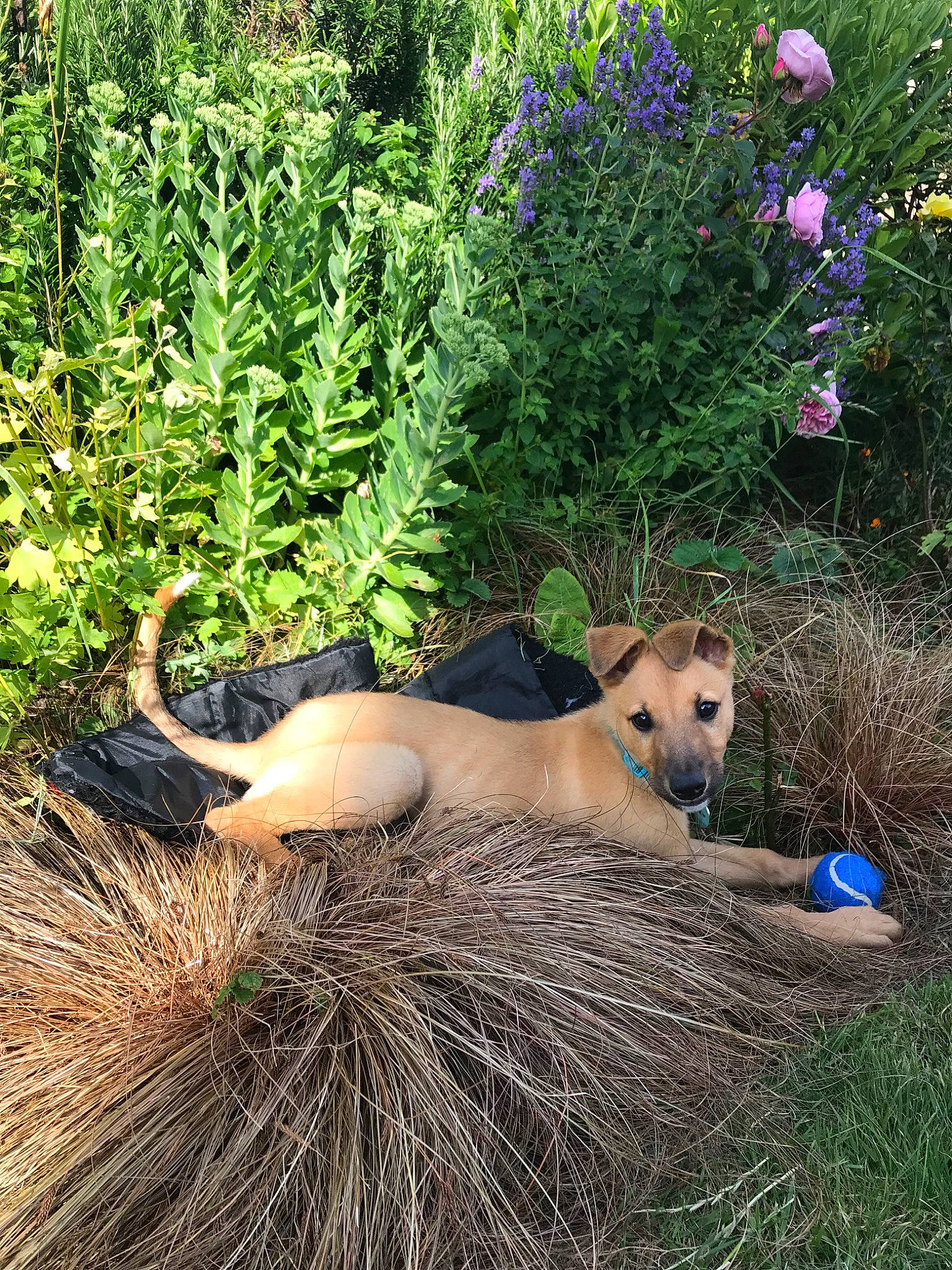 Kooper is registered to the contest to win money with this photo: canidae, carnivore, dog, dog_breed, fawn, flower, grass, plant, plant_community, shrub, shrubland, tail, tree, wildflower