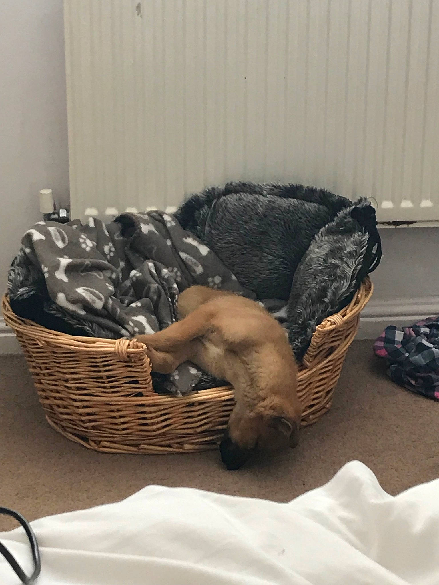 Kooper joined the competition — help win amazing prizes! basket, canidae, carnivore, cat, puppy, storage_basket, wicker