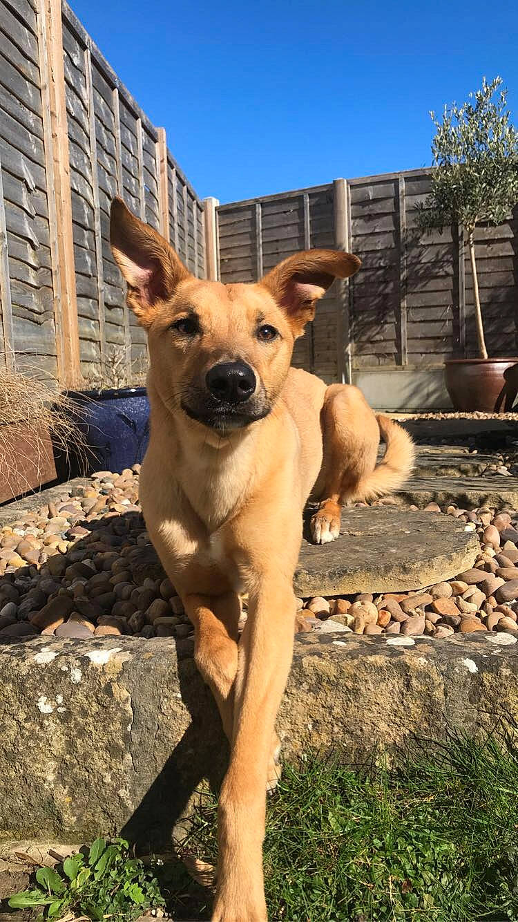 Kooper is registered to the contest to win money with this photo: africanis, aspin, black_mouth_cur, canidae, carnivore, carolina_dog, cretan_hound, dog, dog_breed, fawn, feist, hunting_dog, mammal, pariah_dog, potcake_dog, rare_breed_dog, snout, sporting_group, street_dog, vertebrate