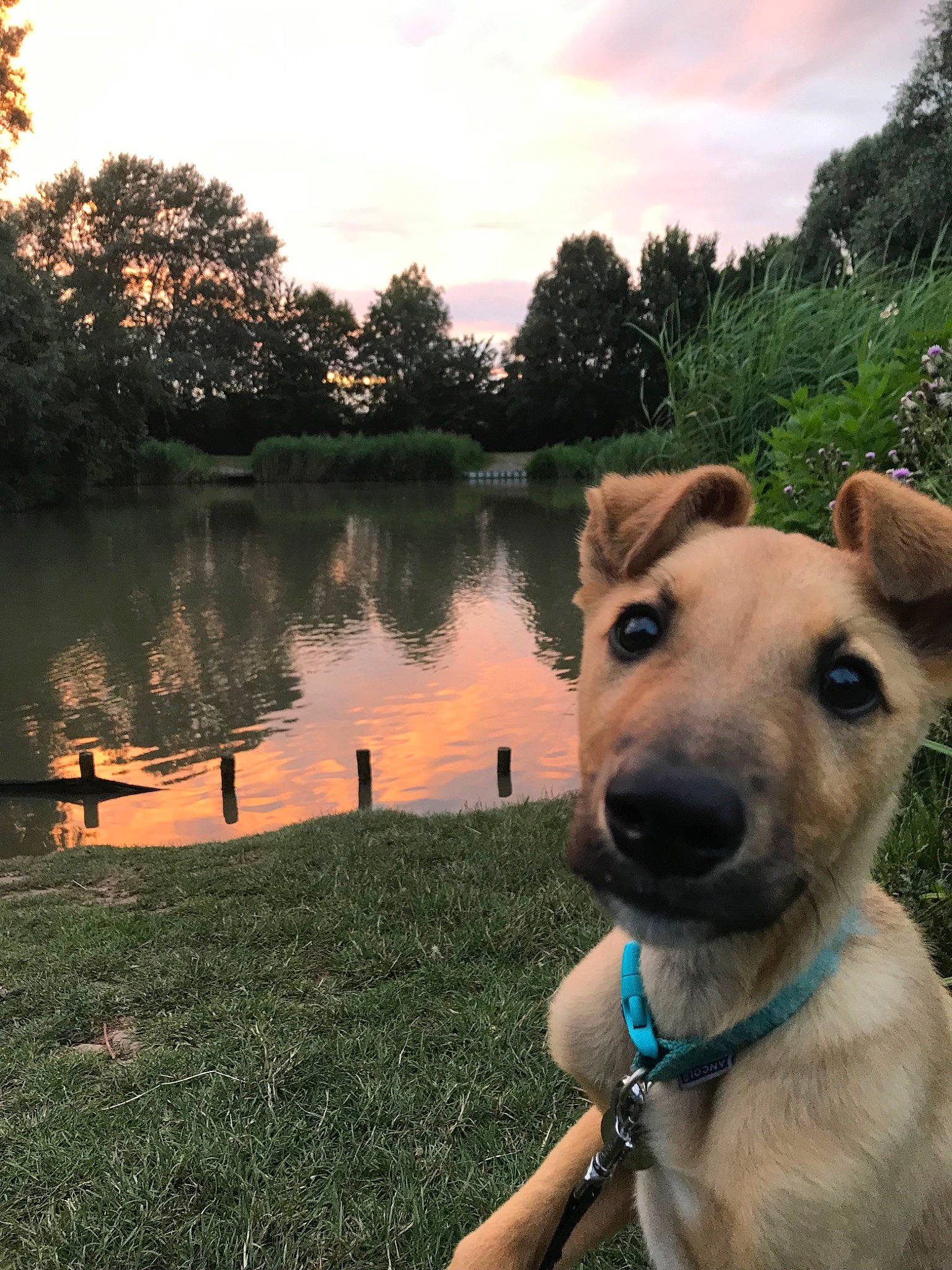 Kooper joined the competition — help win amazing prizes! black_mouth_cur, canidae, carnivore, dog, dog_breed, dog_collar, fawn, grass, lawn, nose, photography, plant, potcake_dog, reflection, snout, tree