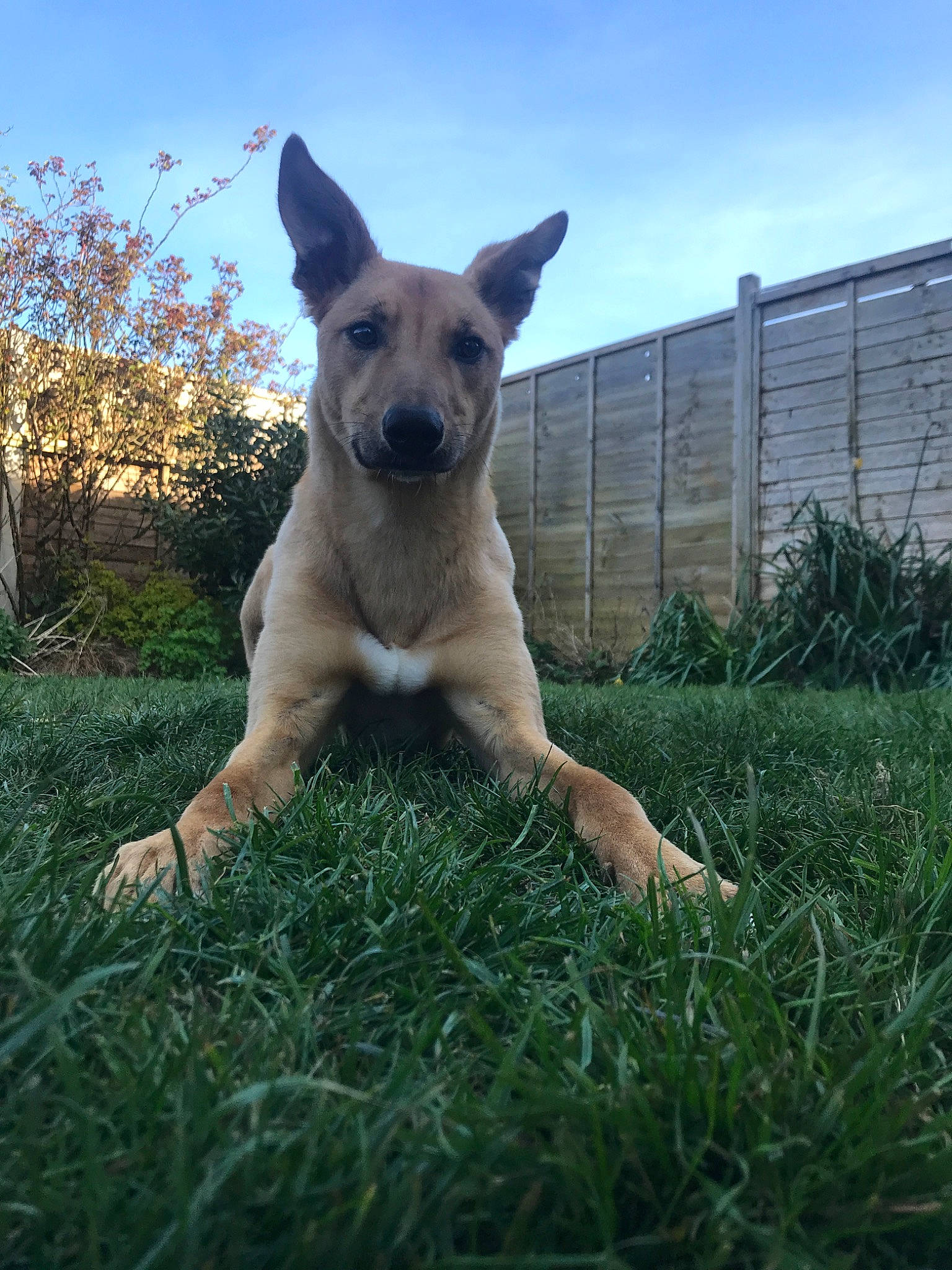 Kooper joined the competition — help win amazing prizes! canidae, carnivore, carolina_dog, dog, dog_breed, fawn, grass, mammal, pariah_dog, snout, vertebrate