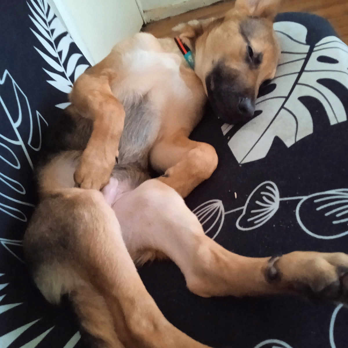 Rex