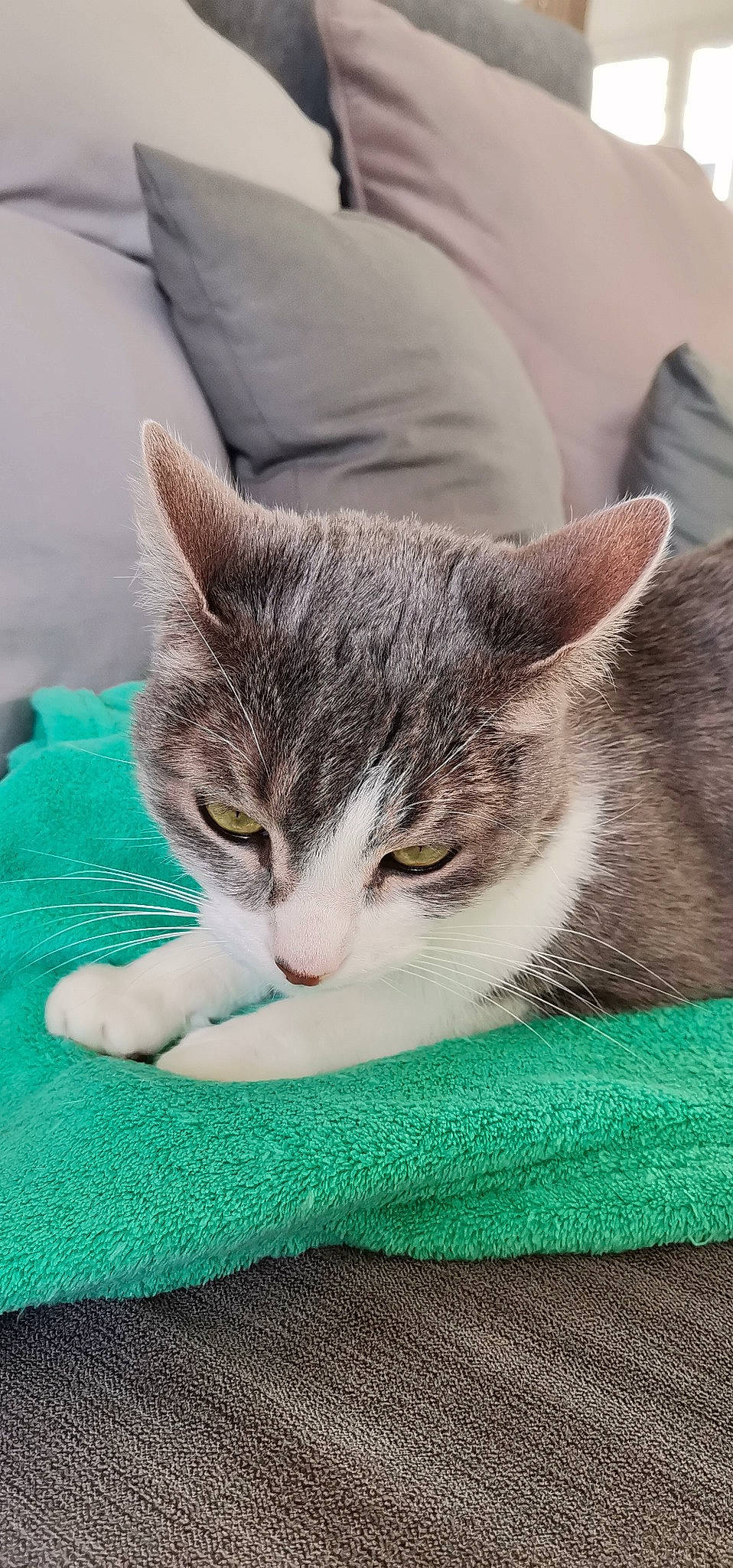 Dora participe au concours pour gagner de l'argent avec cette photo : aegean_cat, american_shorthair, american_wirehair, asian, carnivore, cat, domestic_short_haired_cat, european_shorthair, felidae, kitten, mammal, nap, small_to_medium_sized_cats, tabby_cat, vertebrate, whiskers