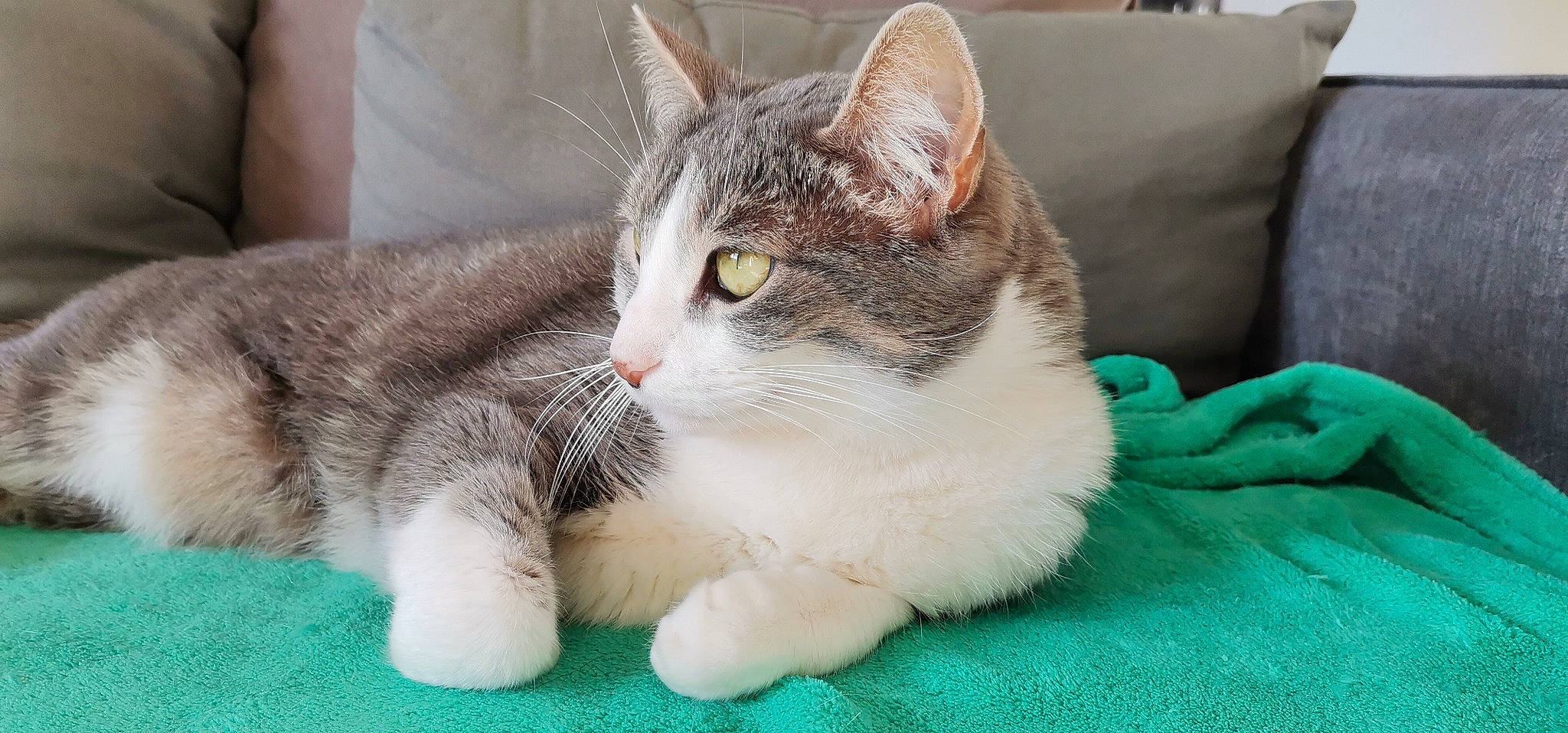 Dora participe au concours pour gagner de l'argent avec cette photo : aegean_cat, american_shorthair, american_wirehair, asian, australian_mist, carnivore, cat, claw, domestic_short_haired_cat, european_shorthair, felidae, kitten, mammal, munchkin, paw, polydactyl_cat, small_to_medium_sized_cats, tabby_cat, vertebrate, whiskers