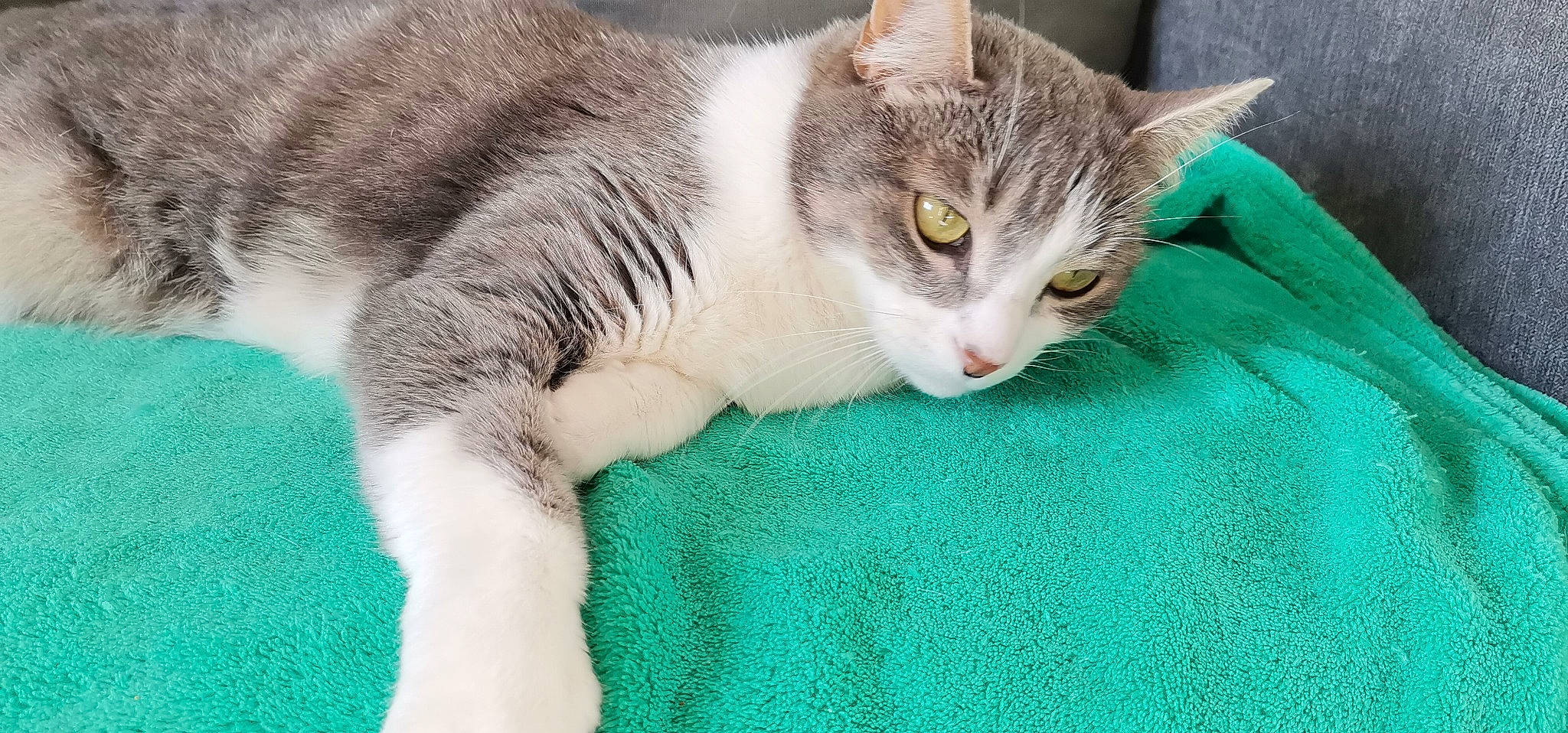 Dora a rejoint le concours — aidez-le/la à gagner de superbes lots ! aegean_cat, american_wirehair, australian_mist, carnivore, cat, domestic_short_haired_cat, european_shorthair, felidae, kitten, mammal, polydactyl_cat, singapura, small_to_medium_sized_cats, vertebrate, whiskers