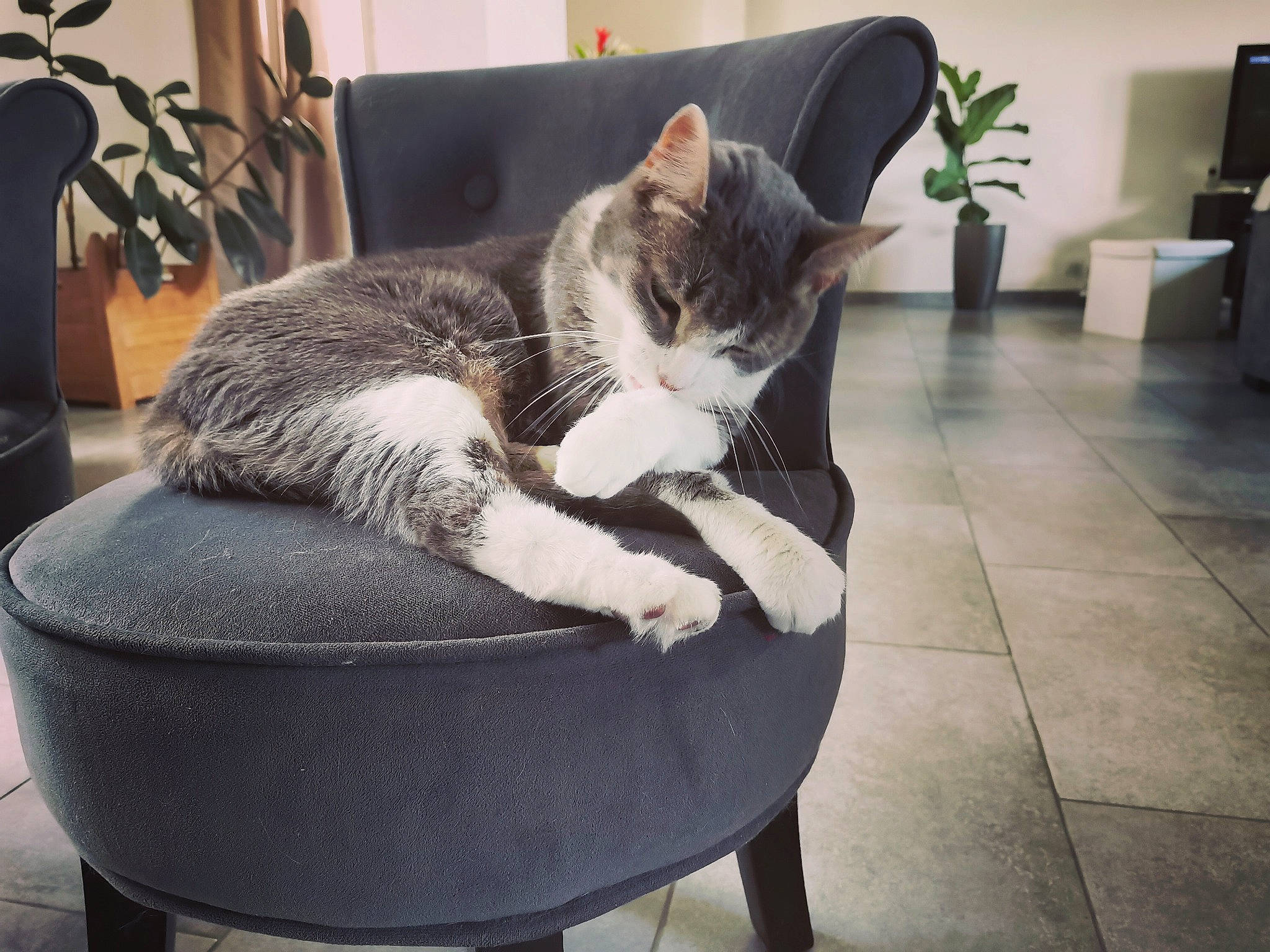 Dora participe au concours pour gagner de l'argent avec cette photo : aegean_cat, asian, carnivore, cat, chair, comfort, domestic_short_haired_cat, european_shorthair, felidae, furniture, kitten, polydactyl_cat, small_to_medium_sized_cats, tabby_cat, table, tail, whiskers