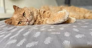 Roméo participe au concours pour gagner de l'argent avec cette photo : animal, bed, blanket, cat, closeup, cozy, cute, domestic, feather_pattern, feline, fluffy, ginger_cat, indoor, paw, pet, relaxed, resting, sleepy, soft, whiskers