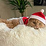 cat, orange_cat, fluffy, feline, pet, indoor, bed, fuzzy_bed, santa_hat, holiday_costume, costume, cute, cozy, relaxed, animal, whiskers, green_plant, blurred_background, fur, resting