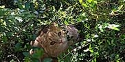 Roméo participe au concours pour gagner de l'argent avec cette photo : cat, animal, pet, outdoor, greenery, bushes, foliage, sunlight, nature, curious, fluffy, eyes, face, wildlife, daylight, mammal, closeup, camouflage, adorable, whiskers