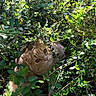 Roméo participe au concours pour gagner de l'argent avec cette photo : adorable, animal, bushes, camouflage, cat, closeup, curious, daylight, eyes, face, fluffy, foliage, greenery, mammal, nature, outdoor, pet, sunlight, whiskers, wildlife