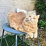 cat, ginger_cat, fluffy, pet, outdoor, garden, stool, metal_stool, plants, greenery, stone_wall, curious, amber_eyes, collar, bell, animal, feline, relaxed, nature, closeup