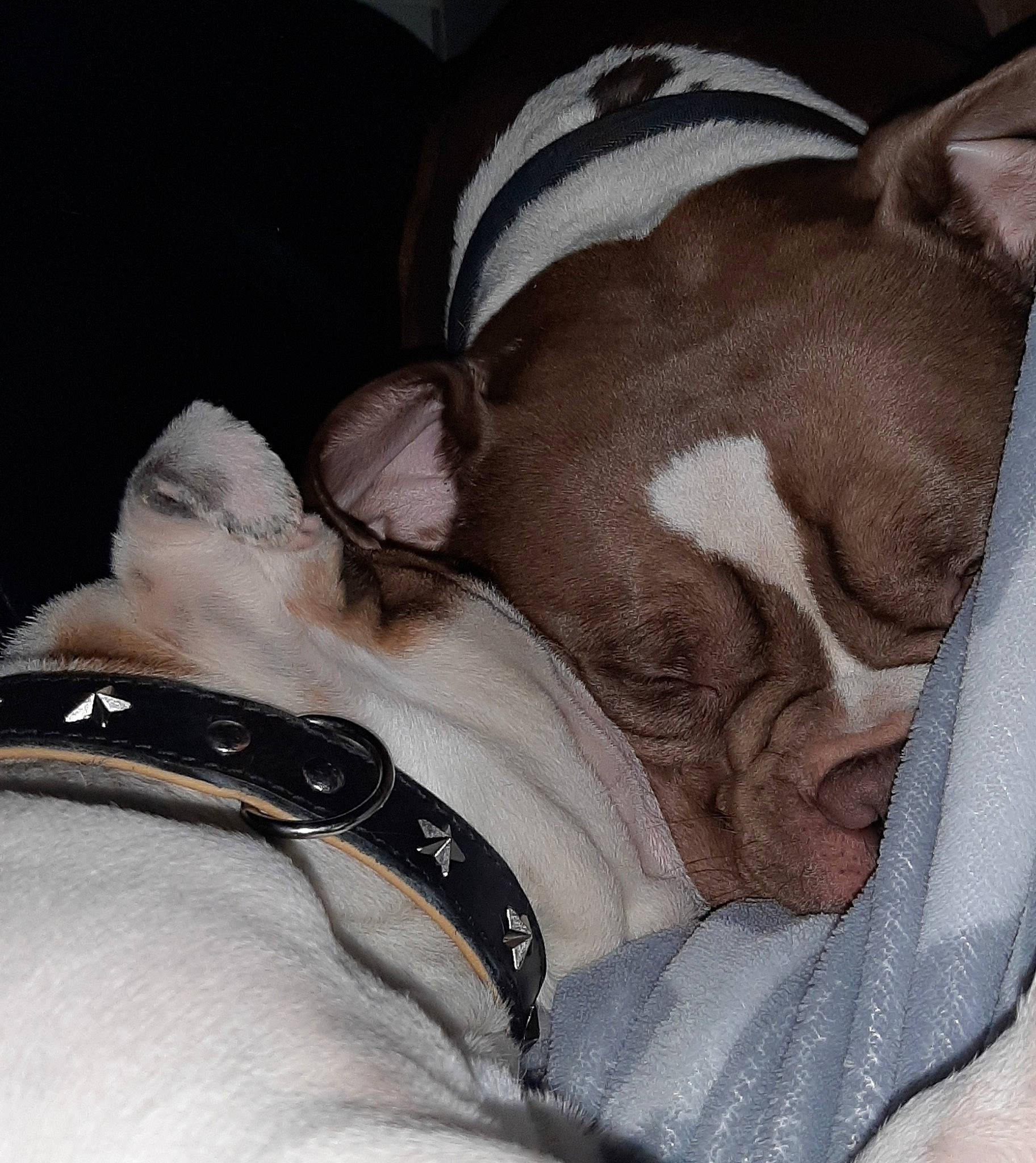 Charlotte a rejoint le concours — aidez-le/la à gagner de superbes lots ! boston_terrier, canidae, carnivore, companion_dog, dog, dog_breed, dog_collar, fawn, italian_greyhound, lurcher, non_sporting_group, puppy, sleep, sporting_group, toy_dog, whippet