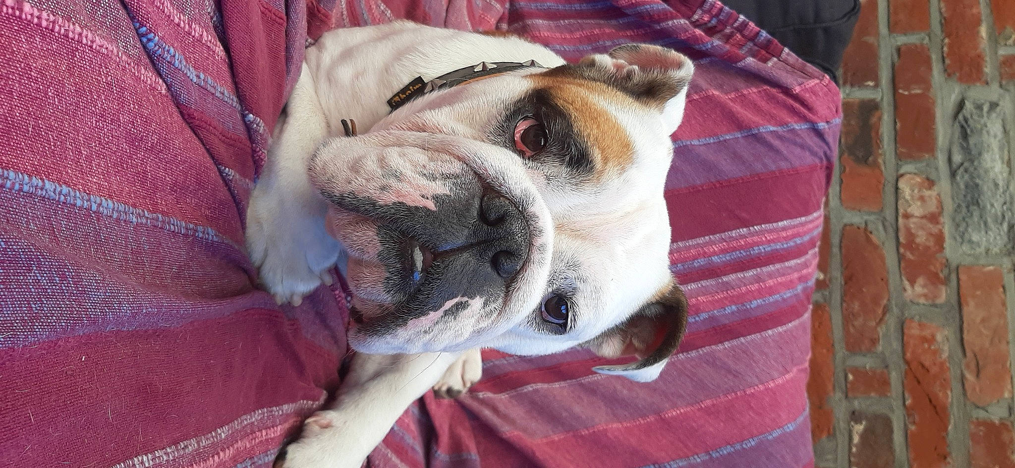 Charlotte participe au concours pour gagner de l'argent avec cette photo : american_bulldog, australian_bulldog, british_bulldogs, bulldog, canidae, carnivore, companion_dog, dog, dog_breed, dorset_olde_tyme_bulldogge, mammal, non_sporting_group, old_english_bulldog, olde_english_bulldogge, renascence_bulldogge, snout, toy_bulldog, valley_bulldog, vertebrate, white_english_bulldog