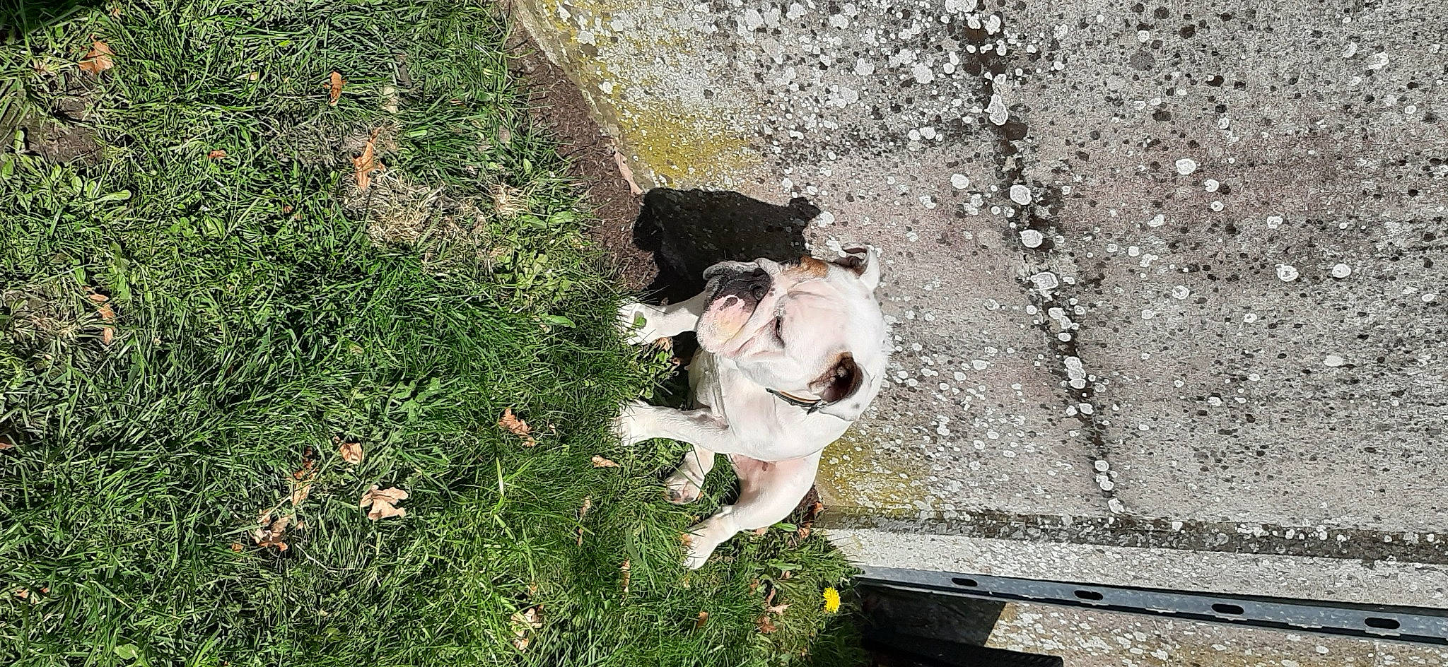 Charlotte a rejoint le concours — aidez-le/la à gagner de superbes lots ! canidae, carnivore, dog, dog_breed, fawn, fox_terrier, grass, sporting_group, tail