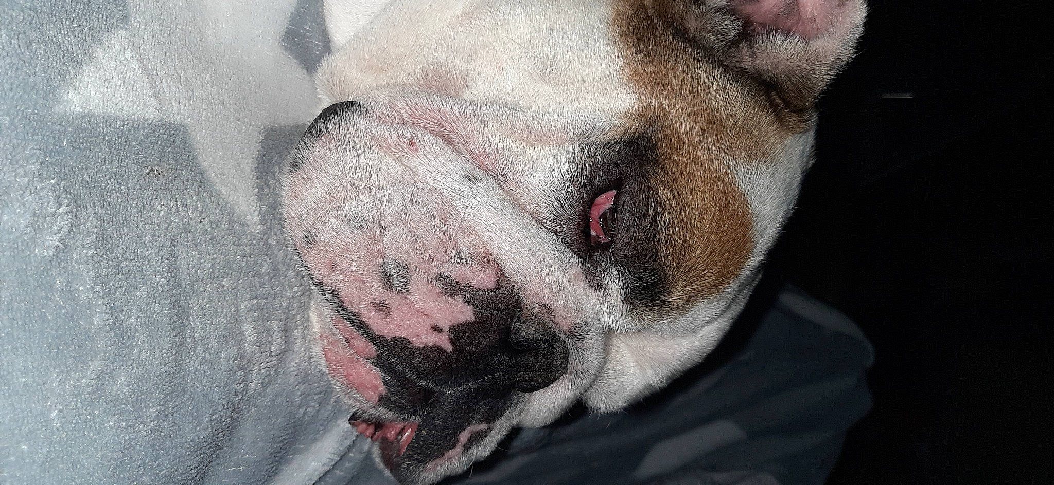 Charlotte a rejoint le concours — aidez-le/la à gagner de superbes lots ! american_bulldog, australian_bulldog, bulldog, canidae, carnivore, companion_dog, dog, dog_breed, fawn, french_bulldog, non_sporting_group, nose, old_english_bulldog, olde_english_bulldogge, rare_breed_dog, skin, snout, toy_bulldog, valley_bulldog, white_english_bulldog