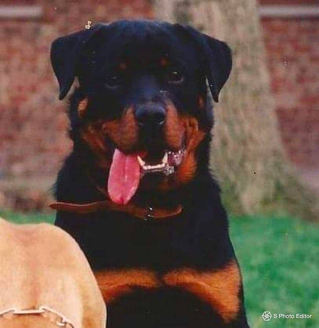 Utor a rejoint le concours — aidez-le/la à gagner de superbes lots ! canidae, carnivore, companion_dog, dog, dog_breed, mammal, molosser, rottweiler, vertebrate, working_dog