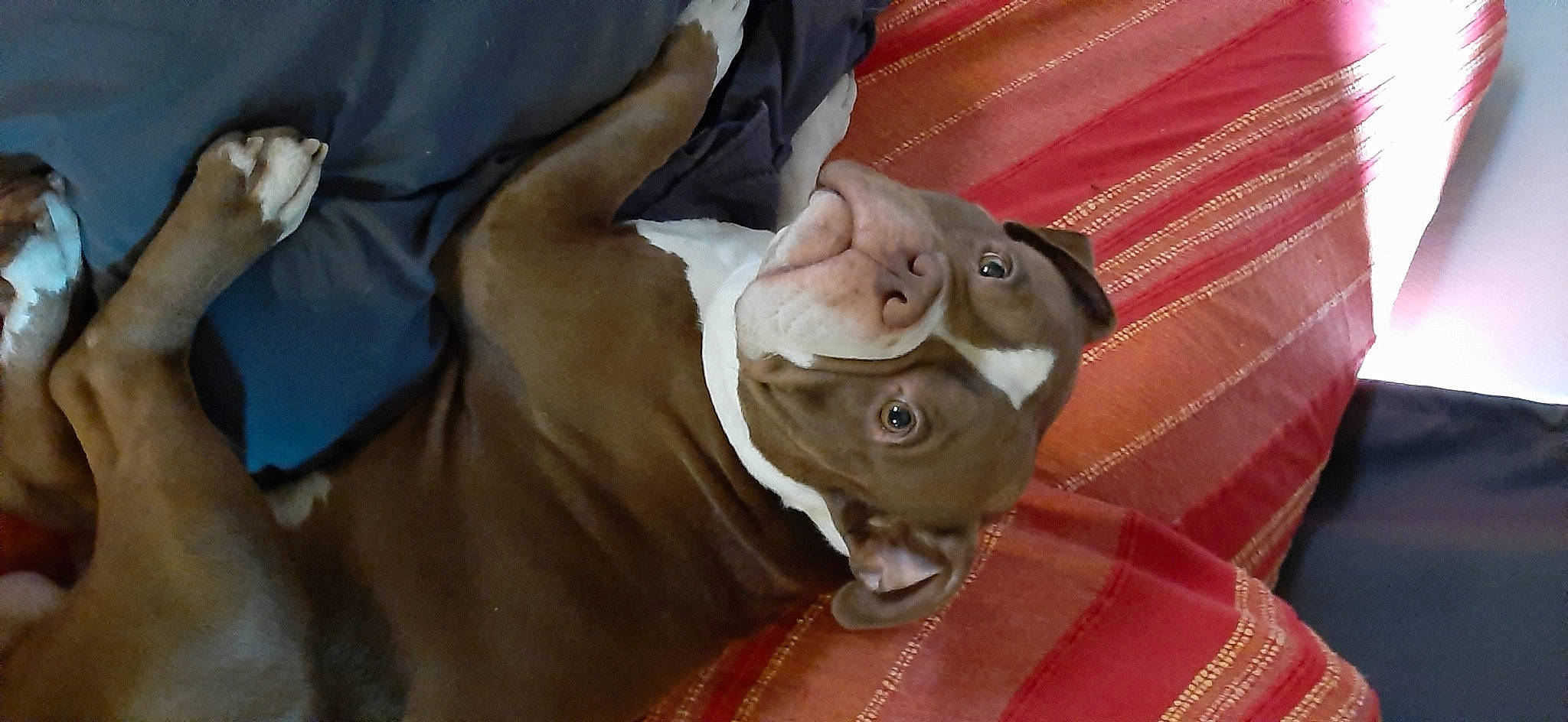 Ben participe au concours pour gagner de l'argent avec cette photo : canidae, carnivore, cat, donskoy, fawn, felidae, small_to_medium_sized_cats, snout, sphynx, weimaraner