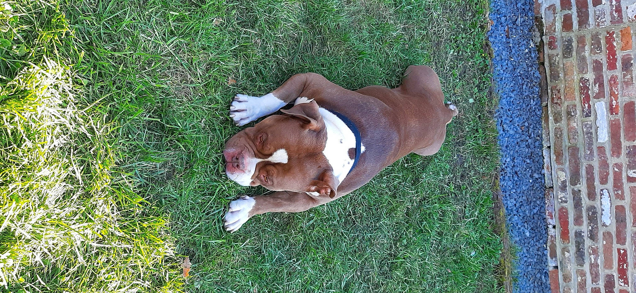 Ben a rejoint le concours — aidez-le/la à gagner de superbes lots ! american_staffordshire_terrier, canidae, carnivore, dog, dog_breed, fawn, grass, non_sporting_group, sporting_group