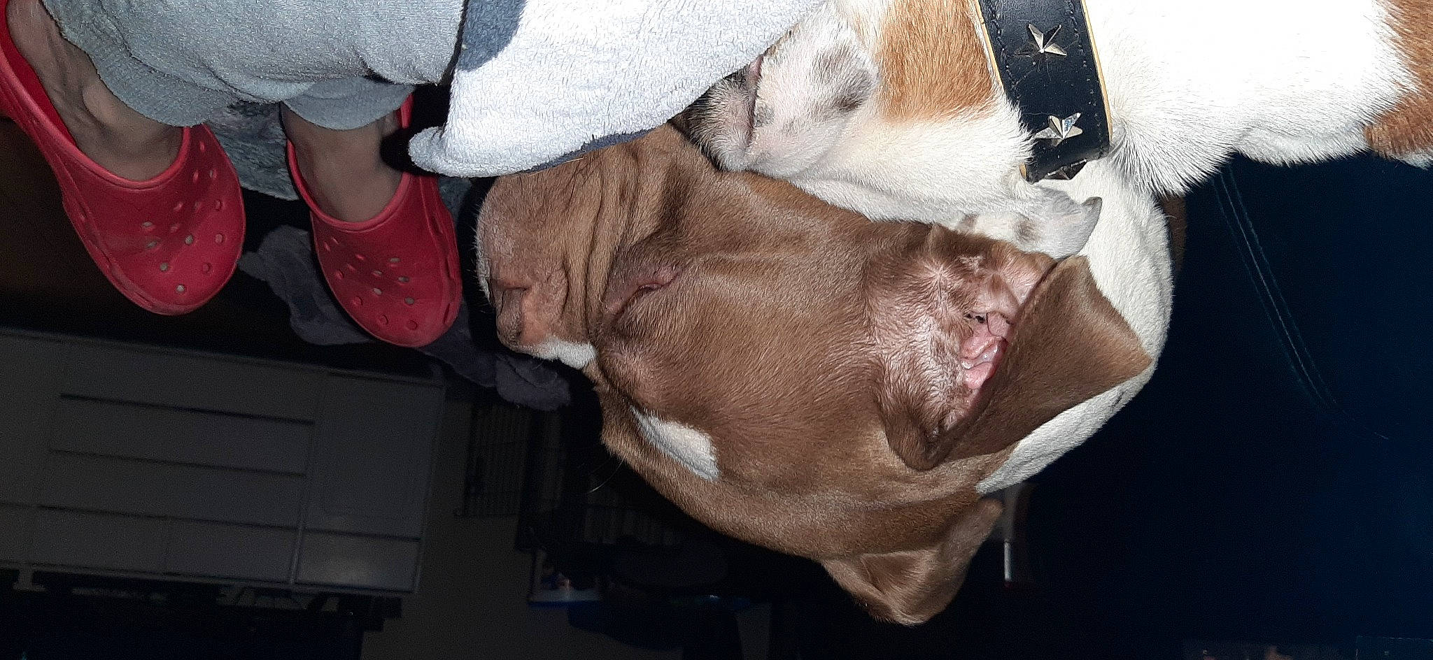 Ben participe au concours pour gagner de l'argent avec cette photo : american_pit_bull_terrier, canidae, carnivore, dog, dog_breed, ear, fawn, non_sporting_group, pit_bull, snout, sporting_group, weimaraner