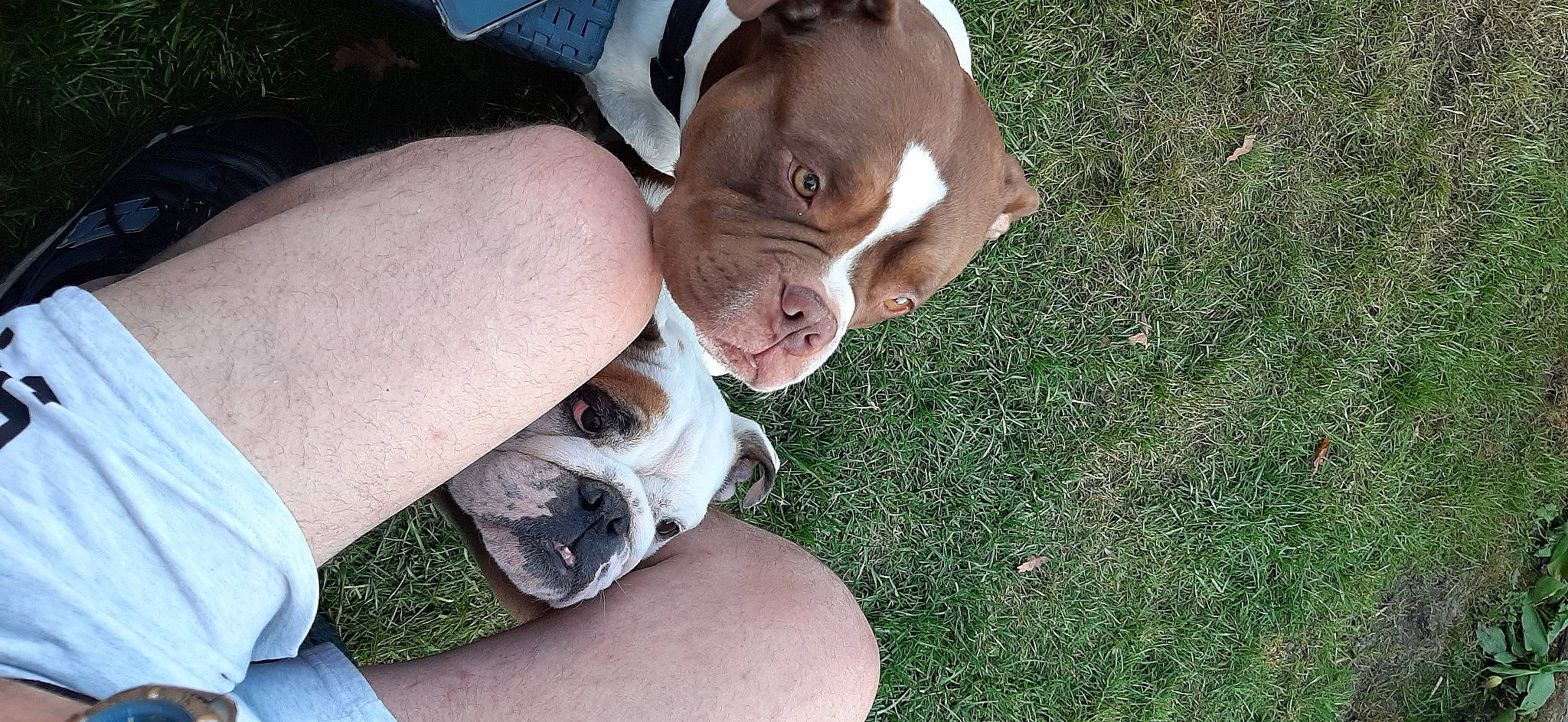 Ben a rejoint le concours — aidez-le/la à gagner de superbes lots ! american_bulldog, australian_bulldog, bulldog, canidae, carnivore, companion_dog, dog, dog_breed, dorset_olde_tyme_bulldogge, fawn, grass, mammal, non_sporting_group, old_english_bulldog, olde_english_bulldogge, puppy_love, rare_breed_dog, snout, sporting_group, valley_bulldog