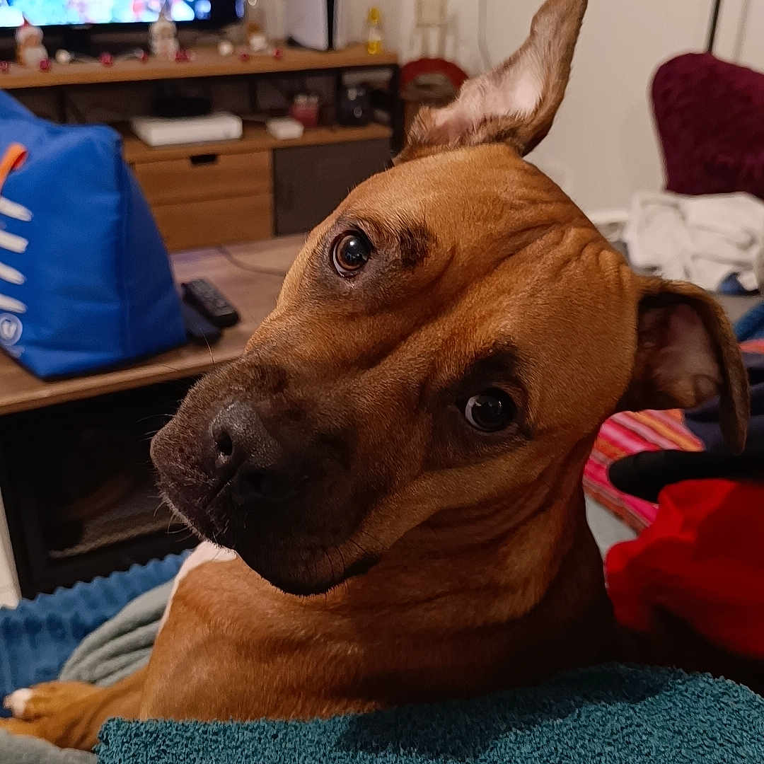 Moon a rejoint le concours — aidez-le/la à gagner de superbes lots ! accessories, adult, architecture, bag, building, computerhardware, couch, electronics, female, furniture, handbag, hardware, indoors, livingroom, monitor, person, remotecontrol, room, screen, tv