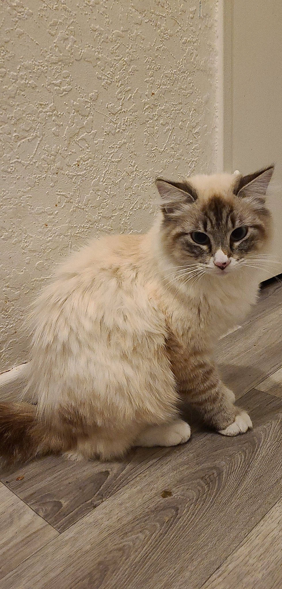 Muezza a rejoint le concours — aidez-le/la à gagner de superbes lots ! carnivore, cat, claw, domestic_short_haired_cat, fawn, felidae, flooring, fur, grey, hardwood, monochrome, monochrome_photography, paw, sitting, small_to_medium_sized_cats, snout, tail, terrestrial_animal, whiskers, wood