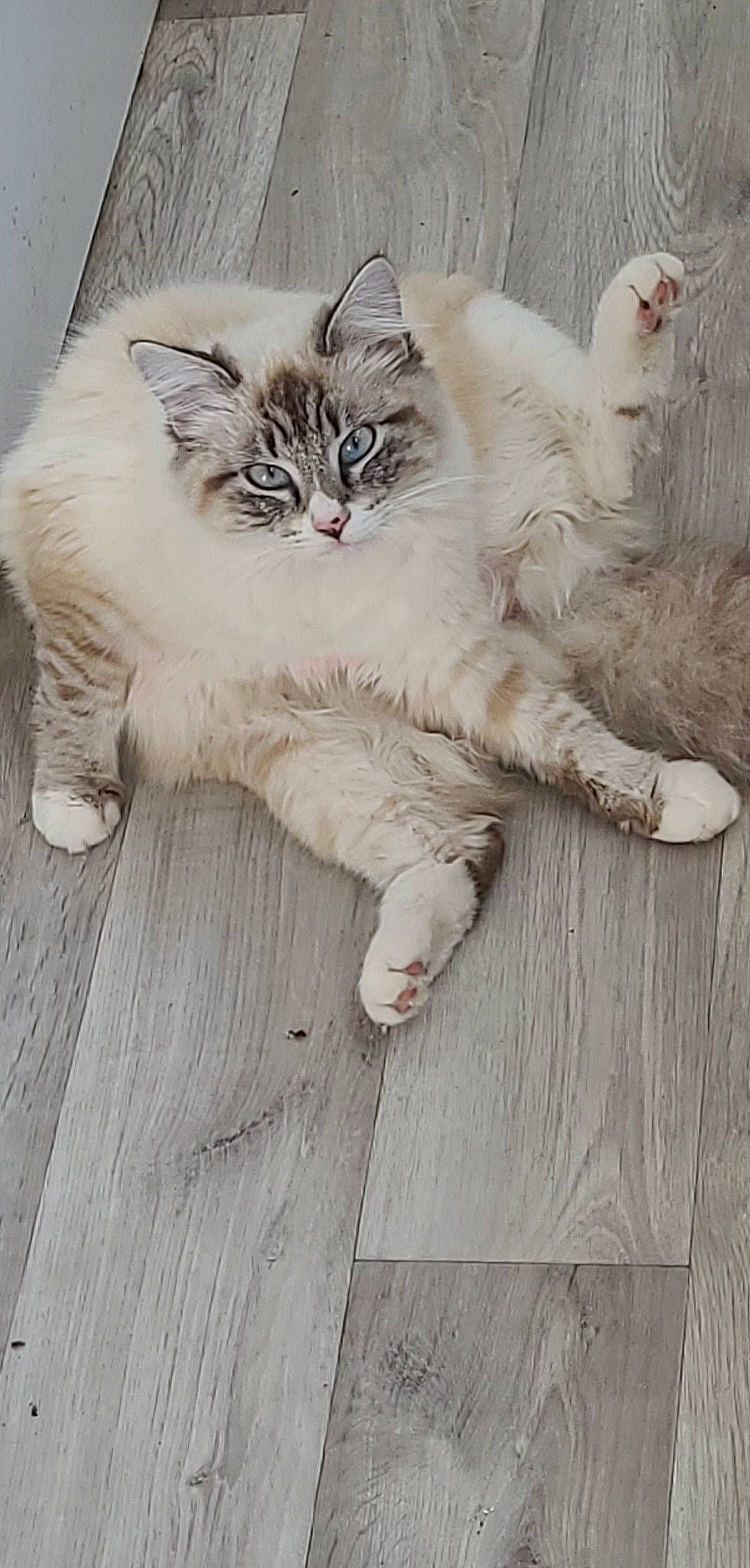 Muezza participe au concours pour gagner de l'argent avec cette photo : british_longhair, carnivore, cat, claw, comfort, domestic_short_haired_cat, fawn, felidae, flooring, foot, fur, hardwood, paw, plank, plant, small_to_medium_sized_cats, tail, terrestrial_animal, whiskers, wood