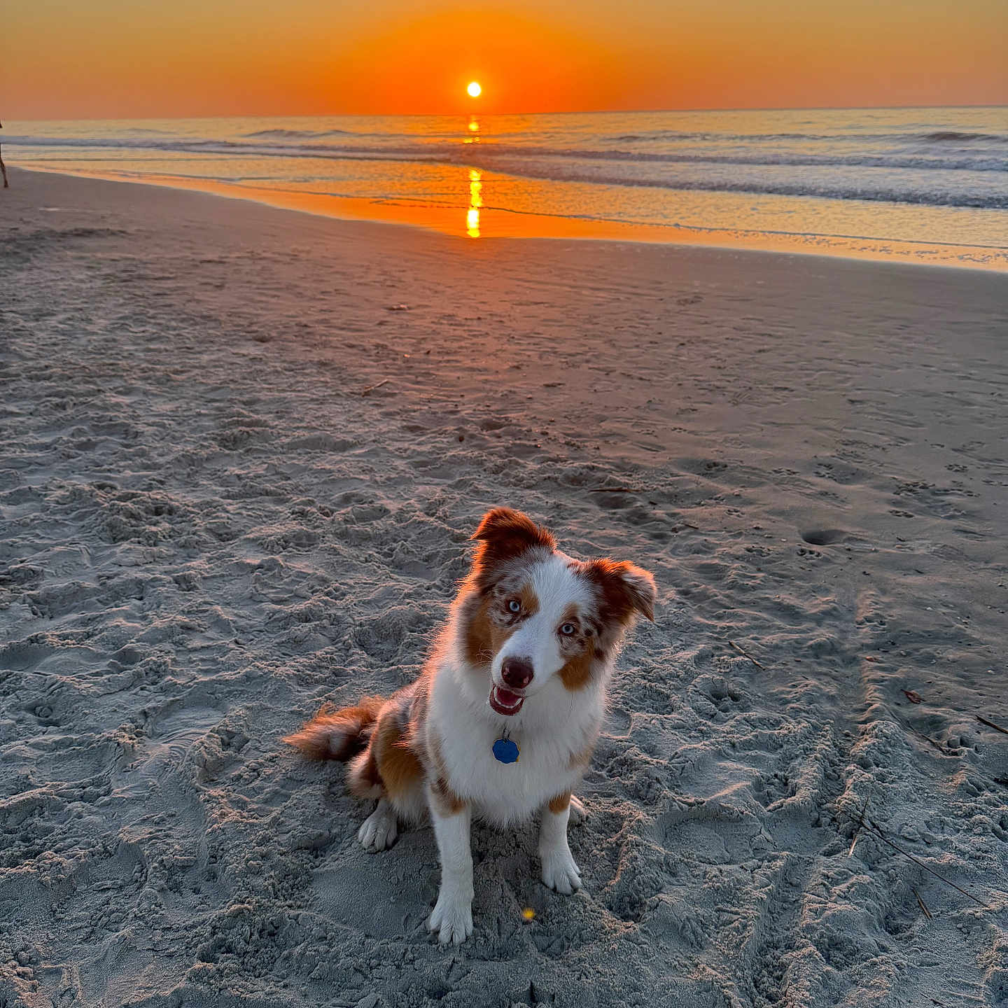 Lilly joined the competition — help win amazing prizes! dog, beach, sand, sunset, ocean, water, sky, sun, animal, pet, outdoor, nature, canine, happy, sitting, fur, collar, scenic, twilight, reflection