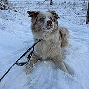 Aya participe au concours pour gagner de l'argent avec cette photo : blue_eyes, cold, daylight, dog, fence, field, fur, landscape, leash, merle_dog, muzzle, outdoors, paws, playful, portrait, sitting, sky, snow, tree, winter