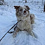 blue_eyes, cold, daylight, dog, fence, field, fur, landscape, leash, merle_dog, muzzle, outdoors, paws, playful, portrait, sitting, sky, snow, tree, winter