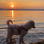 Aya a rejoint le concours — aidez-le/la à gagner de superbes lots ! animal, calm, clouds, dog, evening, fur, grass, harness, lake, leash, nature, outdoor, peaceful, pet, reflection, shore, silhouette, sky, sunset, water