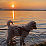 animal, calm, clouds, dog, evening, fur, grass, harness, lake, leash, nature, outdoor, peaceful, pet, reflection, shore, silhouette, sky, sunset, water