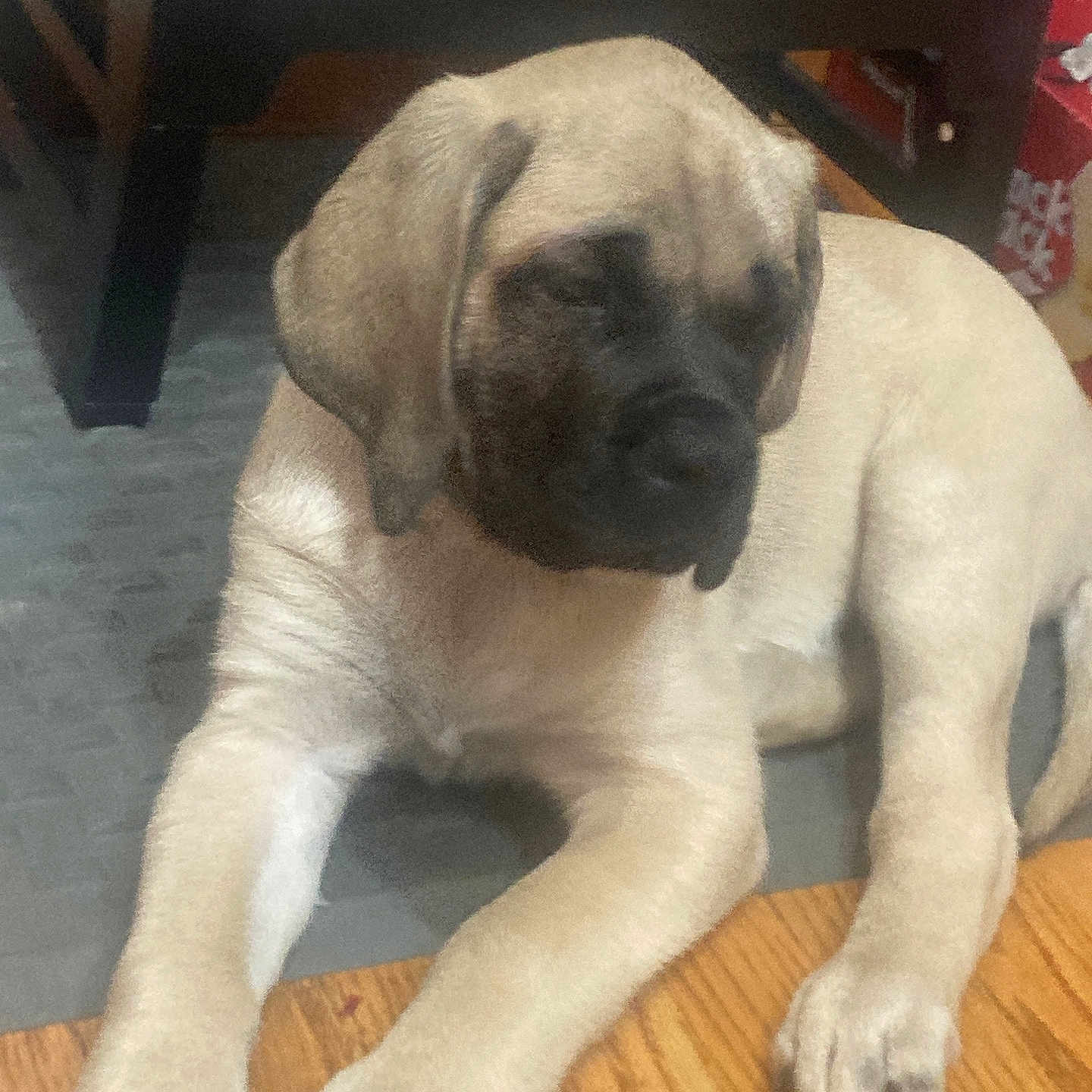 Ted is registered to the contest to win money with this photo: animal, canine, companion, cute, dog, domestic, floor, food_bowl, furniture, household, indoor, paw, pet, puppy, relaxed, resting, sleepy, water_bowl, wooden_floor, young_dog