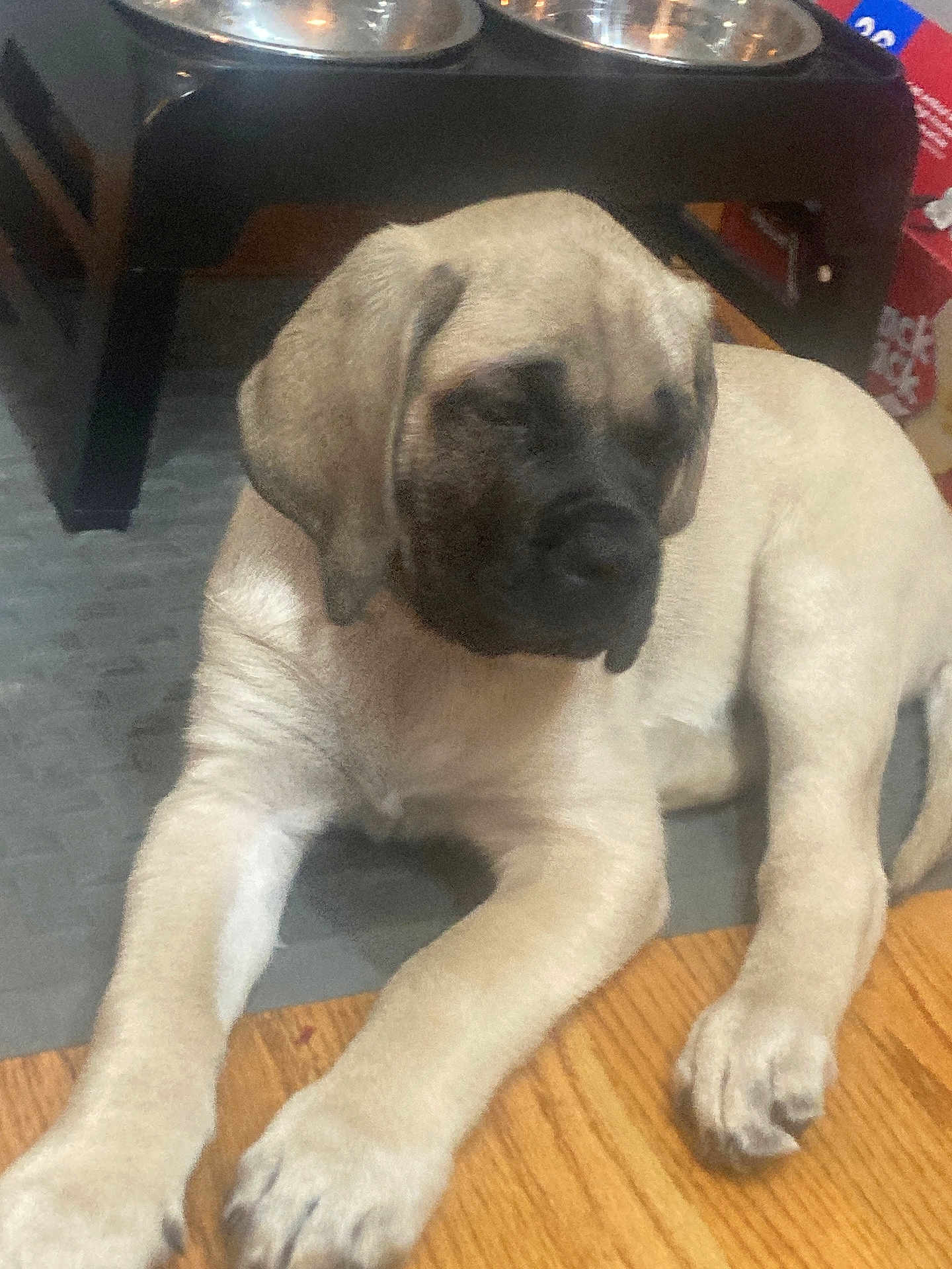 Ted is registered to the contest to win money with this photo: puppy, dog, pet, sleepy, floor, food_bowl, water_bowl, indoor, wooden_floor, resting, young_dog, canine, animal, paw, furniture, household, domestic, cute, relaxed, companion