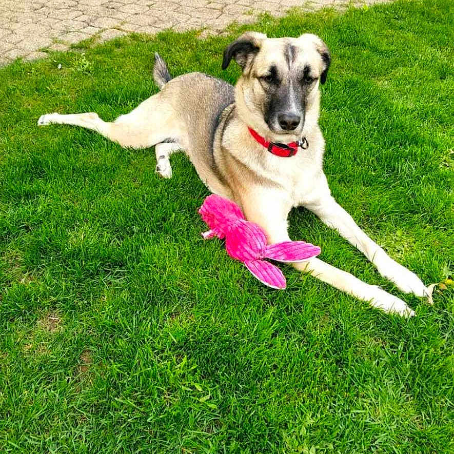 Jazz a rejoint le concours — aidez-le/la à gagner de superbes lots ! animal, backyard, ball, canine, dog, grass, greatdane, hound, lawn, nature, outdoors, park, pet, plant, pug, puppy, sport, tennis, tennisball, yard