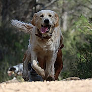 Tara a rejoint le concours — aidez-le/la à gagner de superbes lots ! animal, canine, cockerspaniel, dog, goldenretriever, grass, grove, hound, land, nature, outdoors, pet, plant, puppy, rock, tree, vegetation, whitedog, wilderness, woodland