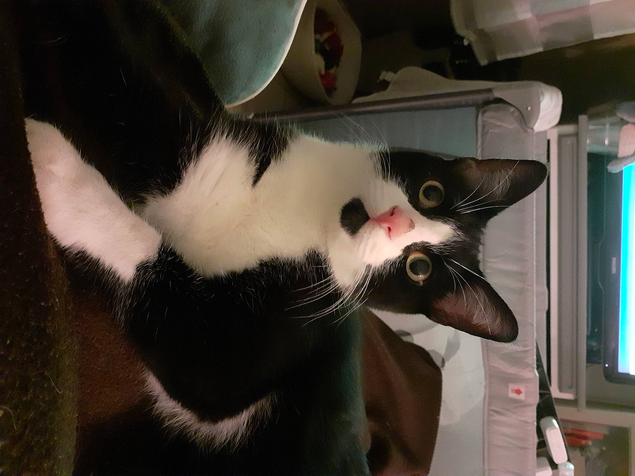 Chopin participe au concours pour gagner de l'argent avec cette photo : carnivore, cat, comfort, fang, felidae, fur, small_to_medium_sized_cats, tail, terrestrial_animal, whiskers, window