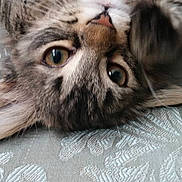 Neco is registered to the contest to win money with this photo: