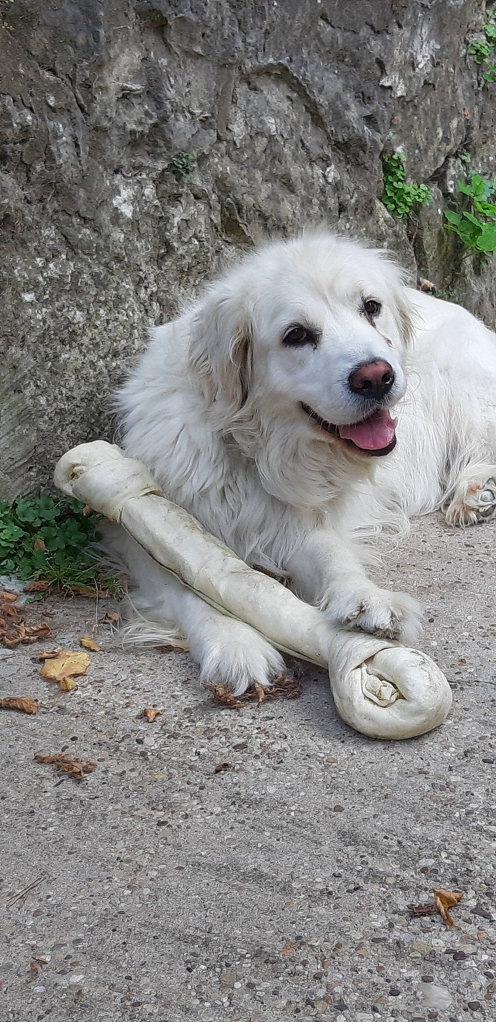 Marley