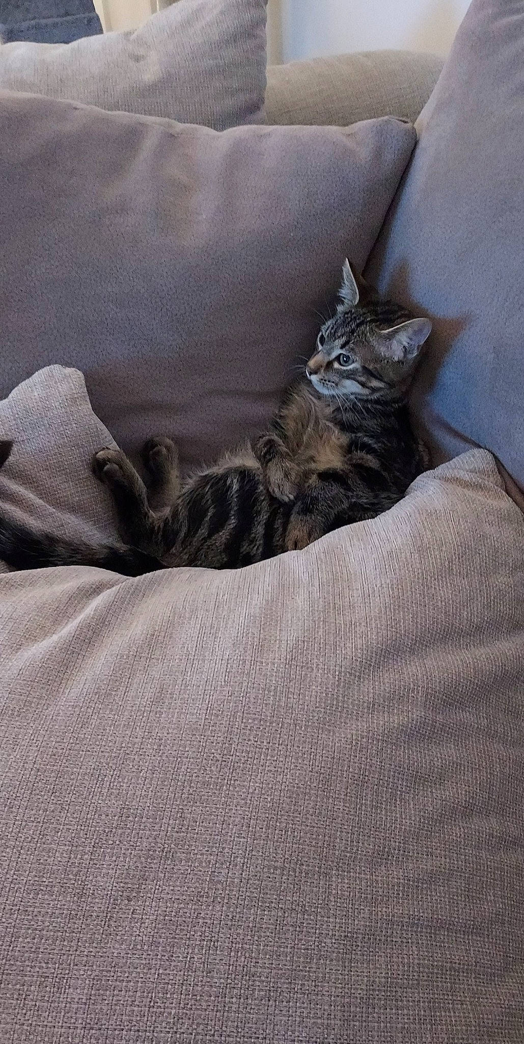 Boule a rejoint le concours — aidez-le/la à gagner de superbes lots ! bed_sheet, bedding, carnivore, cat, comfort, domestic_short_haired_cat, fawn, felidae, fur, grey, linens, nap, paw, sand, small_to_medium_sized_cats, snout, tail, terrestrial_animal, whiskers, wood