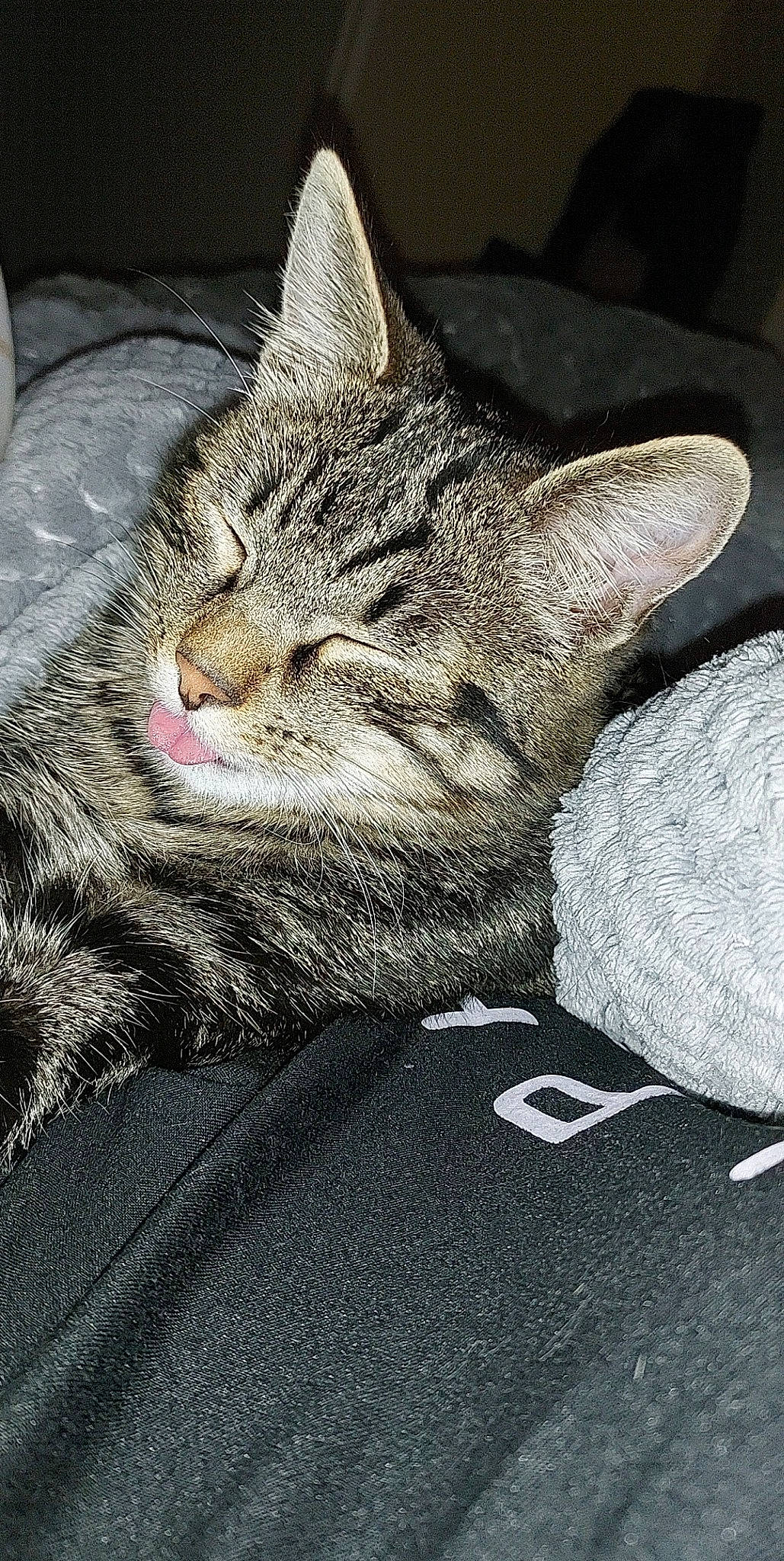 Boule participe au concours pour gagner de l'argent avec cette photo : carnivore, cat, claw, comfort, domestic_short_haired_cat, eye, felidae, fur, grass, grey, nap, paw, sitting, sleep, small_to_medium_sized_cats, snout, tail, terrestrial_animal, whiskers, wildlife